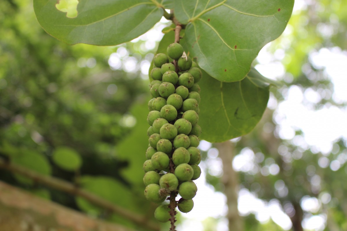 Coccoloba uvifera (L.) L.